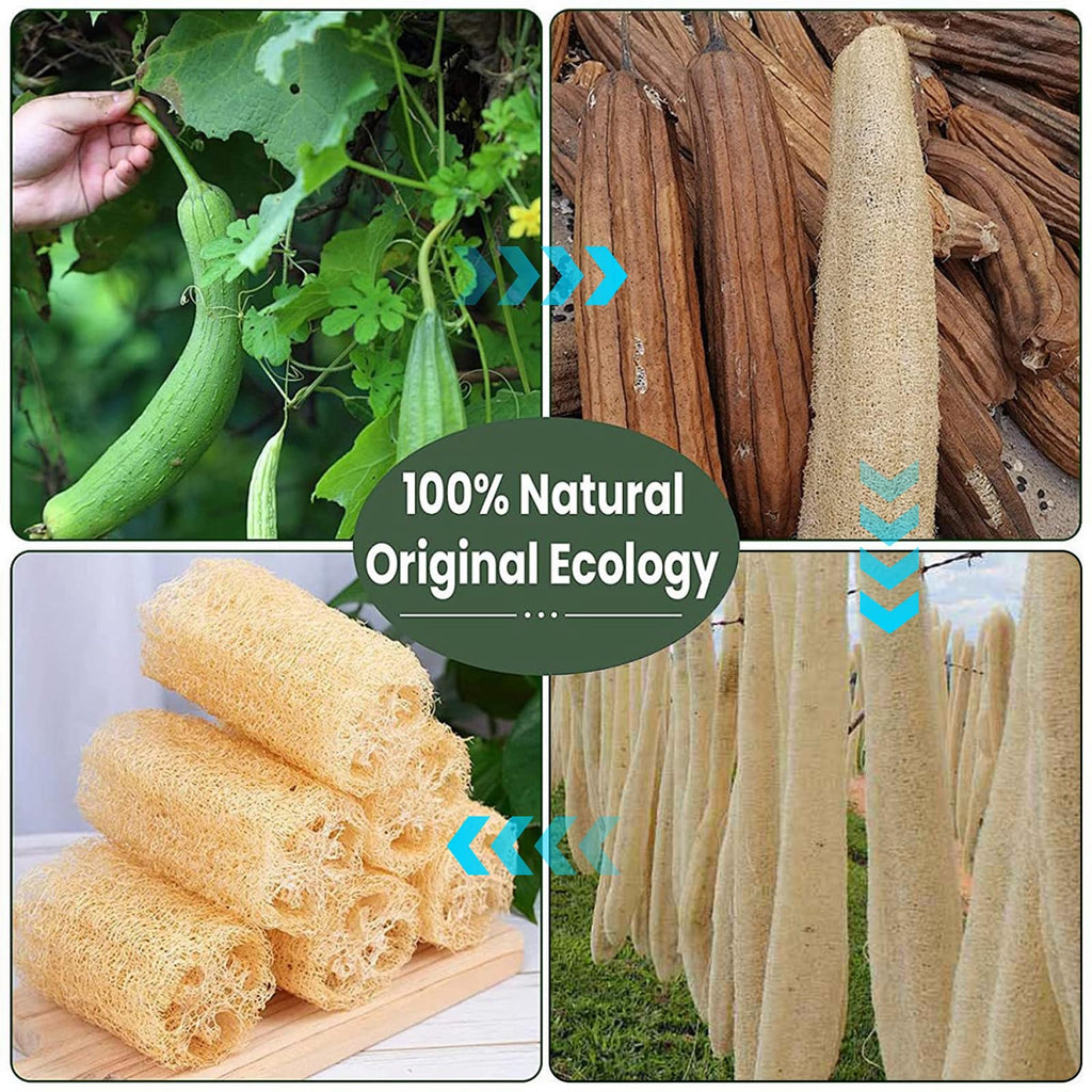 6 Pack Organic Loofah Sponge – Natural Bath & Kitchen Scrub
